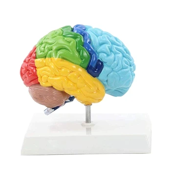 Pravá Hemisféra Mozku Lidské Tělo Modelu 1:1 Pro Studentské Pedagogické Studium Sestavení Modelu